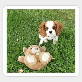 cavalier king charles spaniel blenheim puppy with toy Sticker